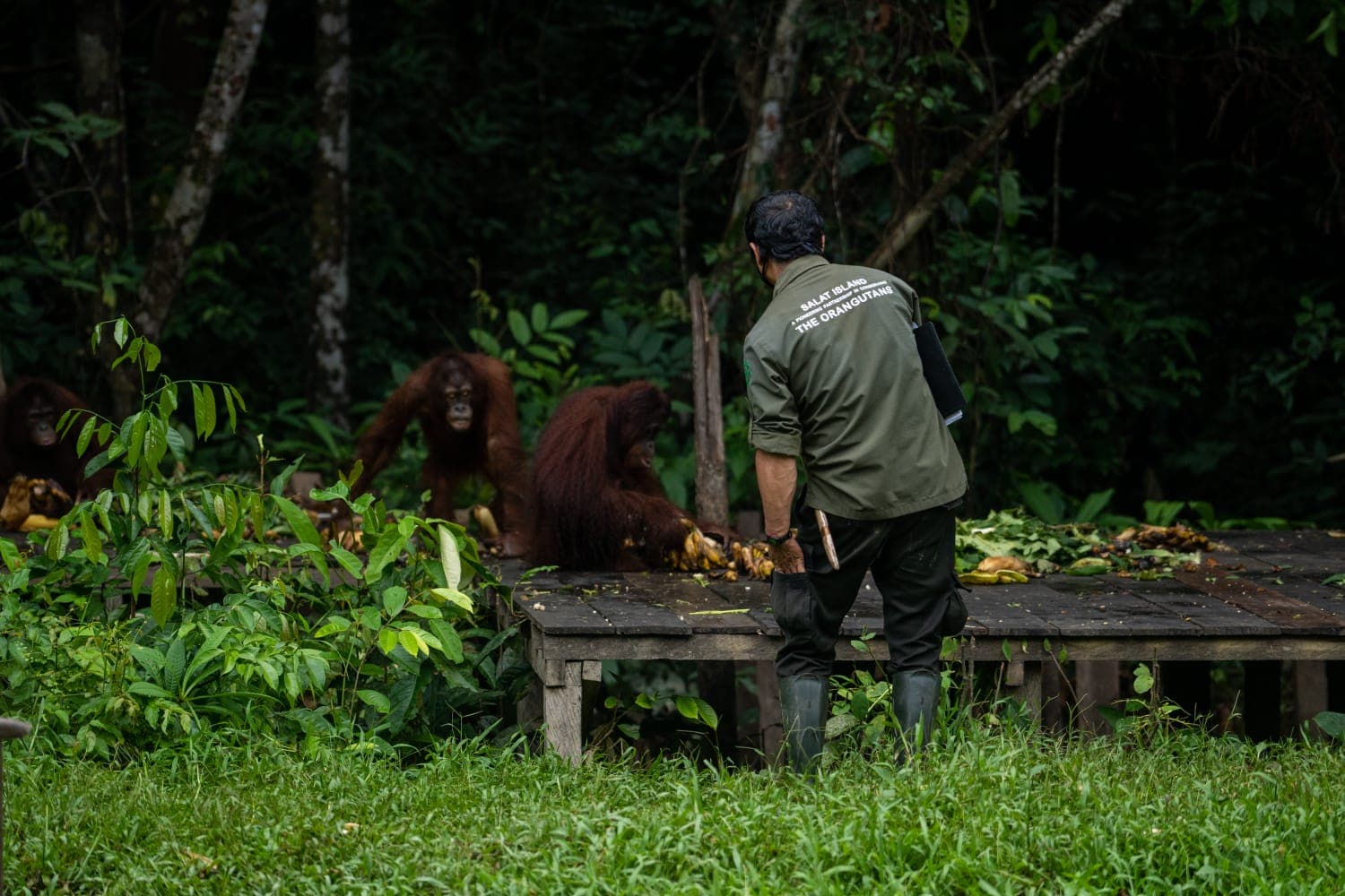 SSMS Ingin Tumbuh Berdampingan Dengan Orangutan