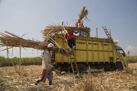 Percepat Swasembada Gula, Presiden Jokowi Terbitkan Perpres