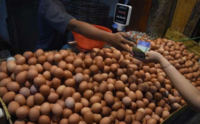Kenaikan Harga Pakan Ternak dan Fluktuasi Jadi Penyebab Telur Ayam Mahal
