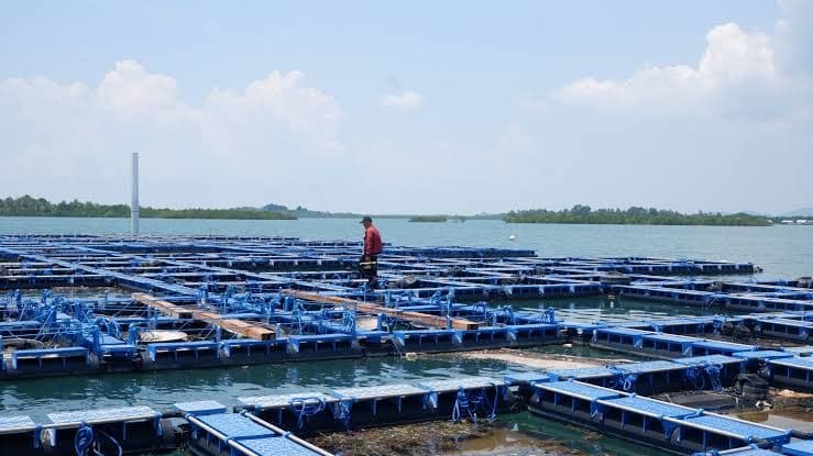 Target Pemerintah Bangun 40.000 Kawasan Budi Daya Ikan Hingga Akhir 2029