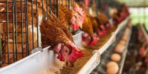 Kementan Perkuat Koordinasi Stabilkan Harga Telur