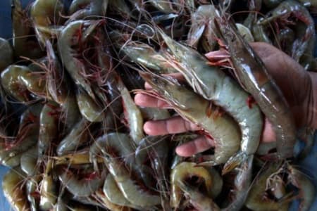 Jadi Ekportir Ke-4 Terbesar Dunia, Penambak Udang Keluhkan Perizinan Yang Rumit