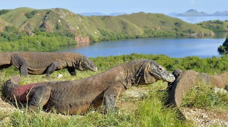 Pasca Gempa NTT, Aktivitas Pariwisata Labuan Bajo Tetap Berjalan