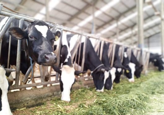 Perkuat Produksi Susu Nasional, Kementan Impor 1.573 Sapi Perah Australia