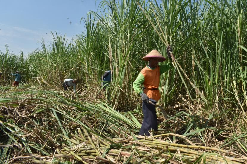 Petani Tebu Pesimis Indonesia Swasembada Gula Pada 2025