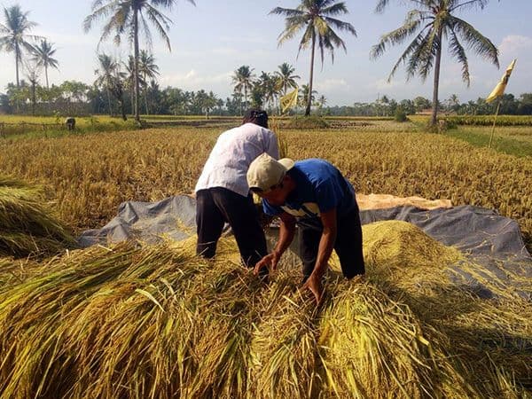 Naik Cuma 0,06 Persen, Produksi Pangan Nasional Masih Terjaga Hingga Pertengahan 2026